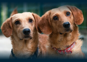 BE preocupado com abandono