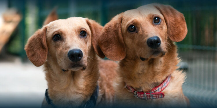 BE preocupado com abandono