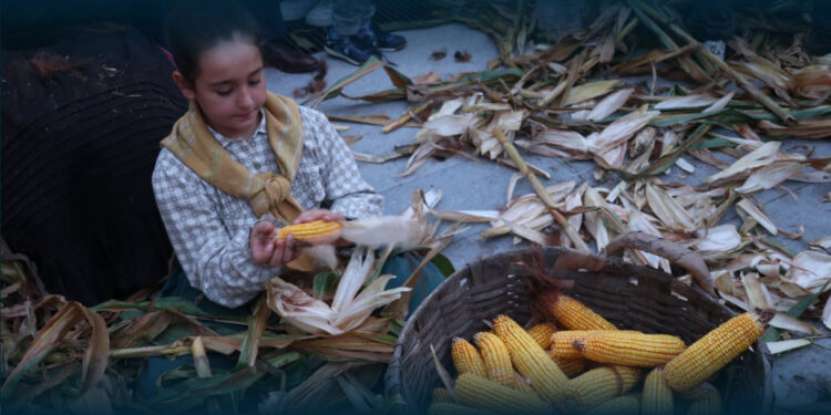 Festa das Colheitas em Joane