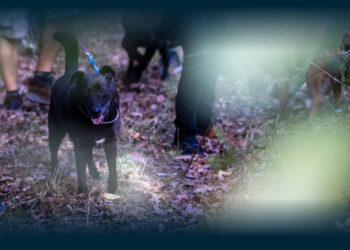 Santo Tirso Celebra o Mês do Animal