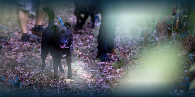 Santo Tirso Celebra o Mês do Animal