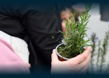 Famalicenses Aderem em Grande Número