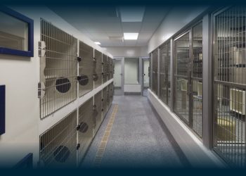 Famalicão Suspende Adoções