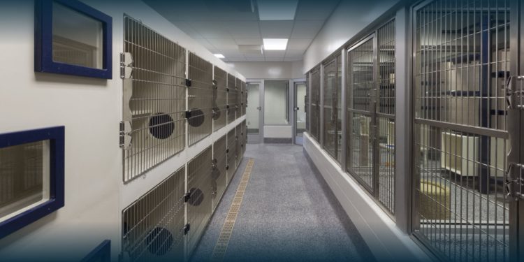 Famalicão Suspende Adoções