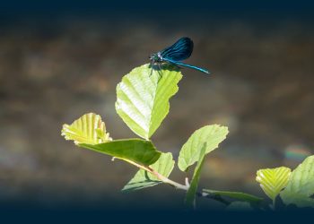 Santo Tirso Conquista a Bandeira Verde ECOXXI