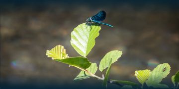Santo Tirso Conquista a Bandeira Verde ECOXXI