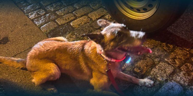 Operação de Resgate em Arcos de Valdevez