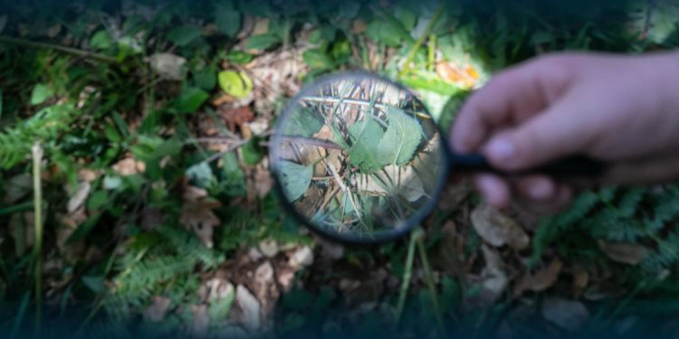 Educação Ambiental