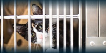 Santo Tirso: Proteção e Bem-Estar Animal