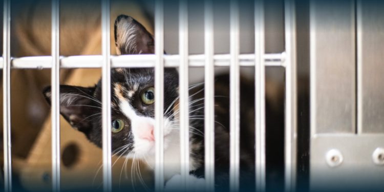 Santo Tirso: Proteção e Bem-Estar Animal