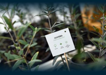 Famalicão entrega 3000 árvores gratuitas