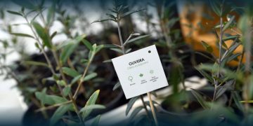 Famalicão entrega 3000 árvores gratuitas