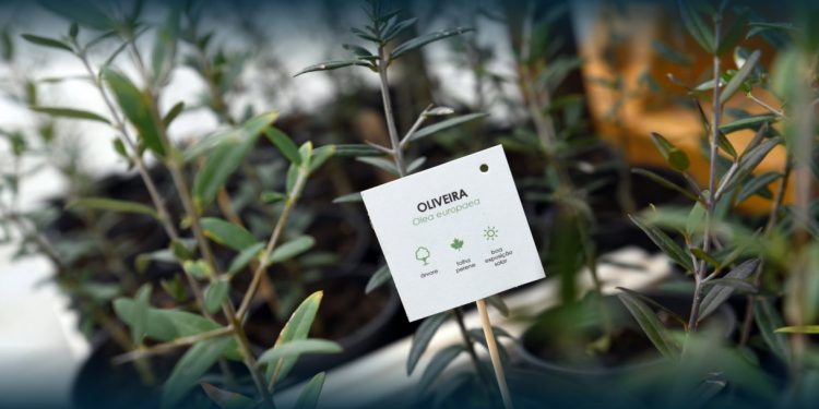 Famalicão entrega 3000 árvores gratuitas