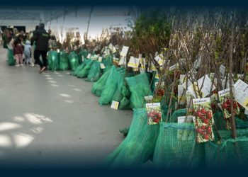 Três mil árvores Para Adoção na Praça-Mercado