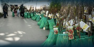 Três mil árvores Para Adoção na Praça-Mercado