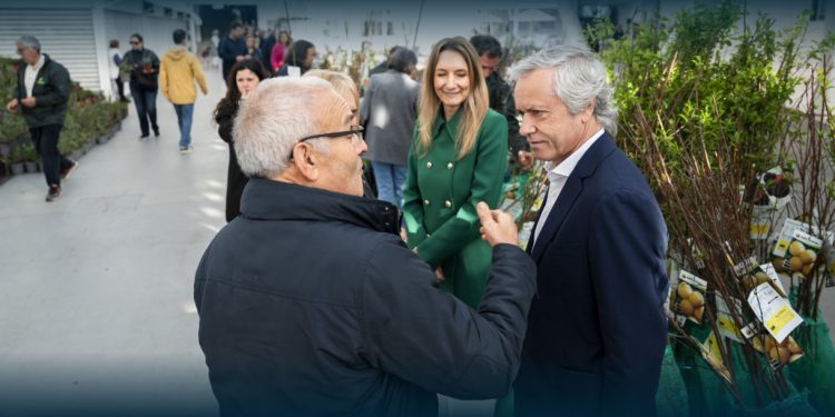 Três mil árvores Para Adoção na Praça-Mercado