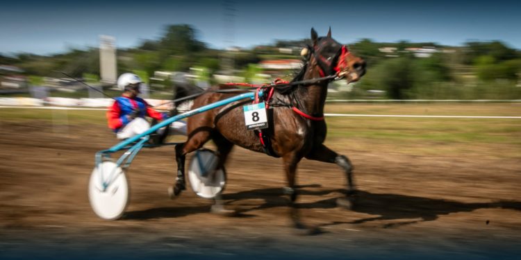 Santo Tirso recebe Grande Prémio de Trote e Galope