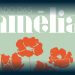Mercado das Camélias regressa a Famalicão